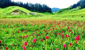 “चाडपर्व नजिकिँदै छ, परिवारसँग घुम्न जाने योजना बनाउँदै हुनुहुन्छ ? नेपालका यी १५ शानदार गन्तव्यमा पुगेर के–के हेर्न सकिन्छ?