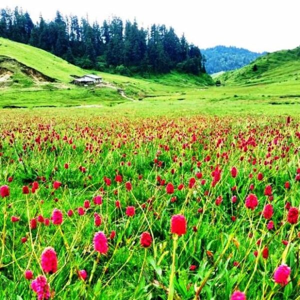 “चाडपर्व नजिकिँदै छ, परिवारसँग घुम्न जाने योजना बनाउँदै हुनुहुन्छ ? नेपालका यी १५ शानदार गन्तव्यमा पुगेर के–के हेर्न सकिन्छ?
