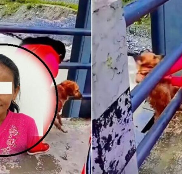 जिउँदै कुकुरलाई सेती नदीमा फालेको आरोपमा पक्राउ महिला धरौटीमा रिहा