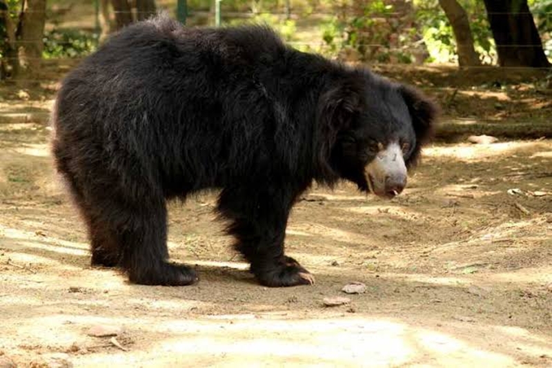 डोटीमा भालुको आक्रमणबाट एक शिक्षक पनि घाइते