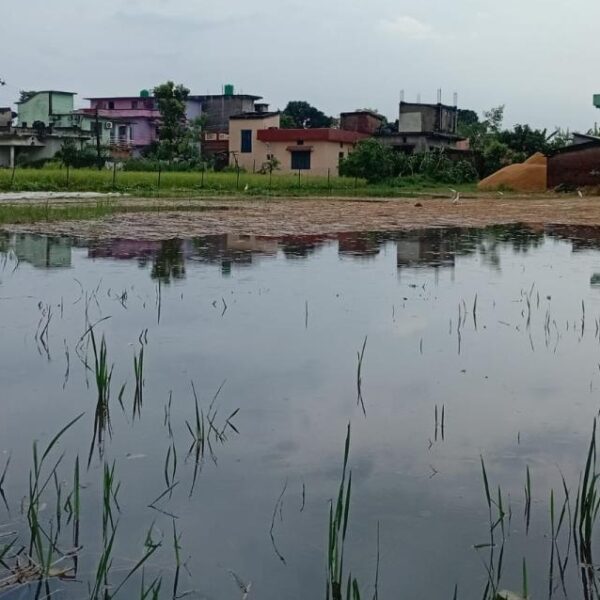 कैलाली–कञ्चनपुरमा वर्षाले धानबालीमा क्षति, खेतमै भिज्न थालेपछि किसान चिन्तित