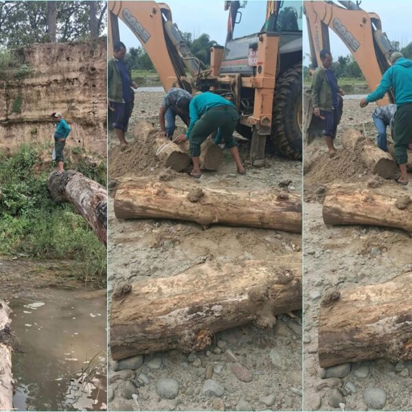 कञ्चनपुरमा रोकिएन काठ तस्करी, कृष्णपुरको खोलामा बालुवामुनि भेटिए सालका ४ गोलिया