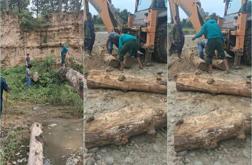 कञ्चनपुरमा रोकिएन काठ तस्करी, कृष्णपुरको खोलामा बालुवामुनि भेटिए सालका ४&hellip;