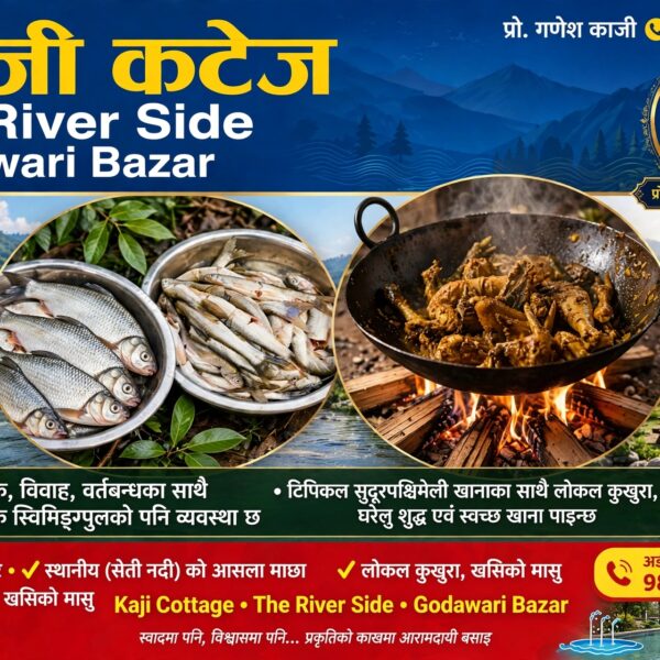दशैं–तिहारलाई लक्षित गर्दै गोदावरीको काजी कटेजमा सेती नदीको असला माछाको स्वाद