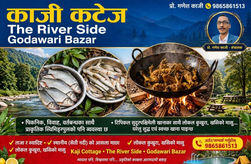 दशैं–तिहारलाई लक्षित गर्दै गोदावरीको काजी कटेजमा सेती नदीको असला माछाको स्वाद