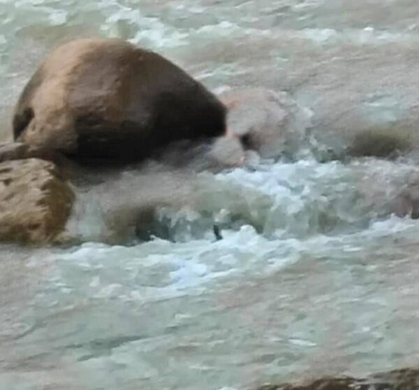 डोटीमा धान चुट्न हिँडेकी महिला मृत फेला, साथमा गएका पुरुष अझै बेपत्ता