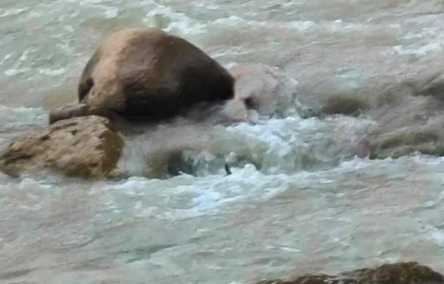 डोटीमा धान चुट्न हिँडेकी महिला मृत फेला, साथमा गएका पुरुष&hellip;