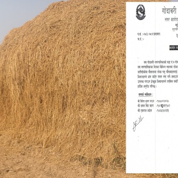 गोदावरीको गौशालामा पराल अभाव: पराल दान गरी सहयोग गर्न नगरपालिकाको अपील