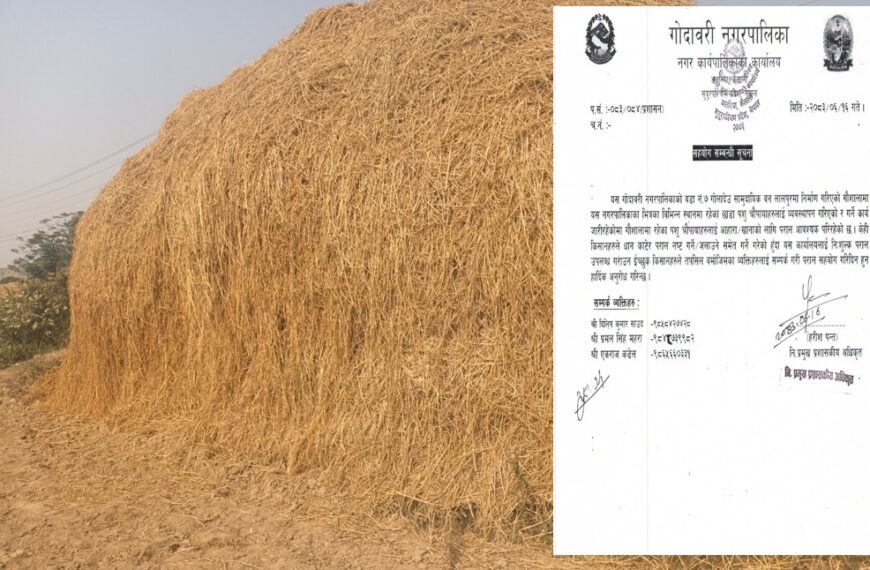 गोदावरीको गौशालामा पराल अभाव: पराल दान गरी सहयोग गर्न नगरपालिकाको&hellip;